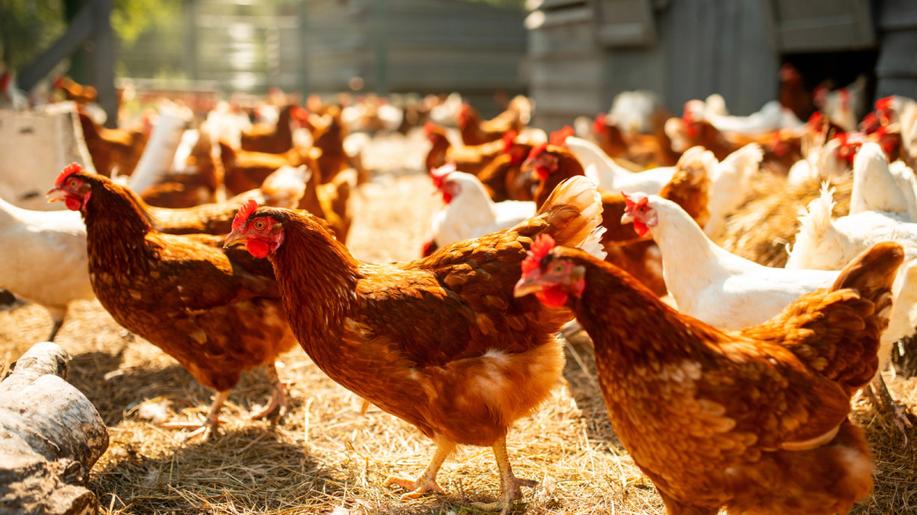 Ministr Šebestyán po jednání s drůbežáři: Chceme posílit domácí produkci a zpracování drůbeže