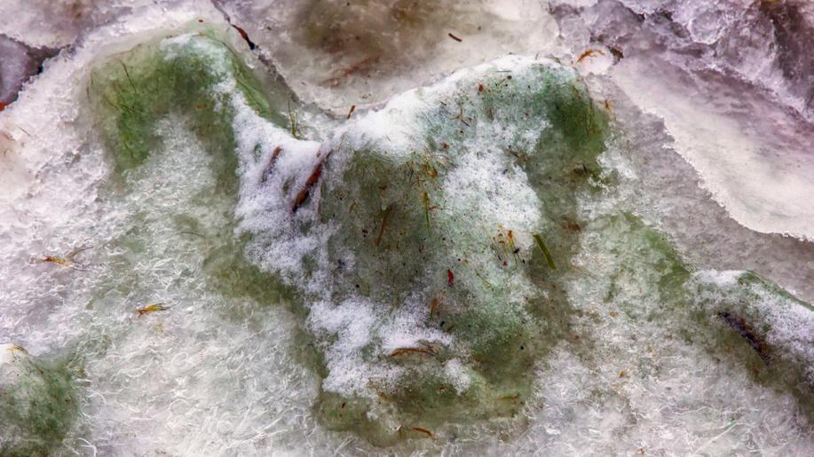 Vědci v Krkonoších zkoumají sněžné květy, tento jev ohrožuje klimatická změna