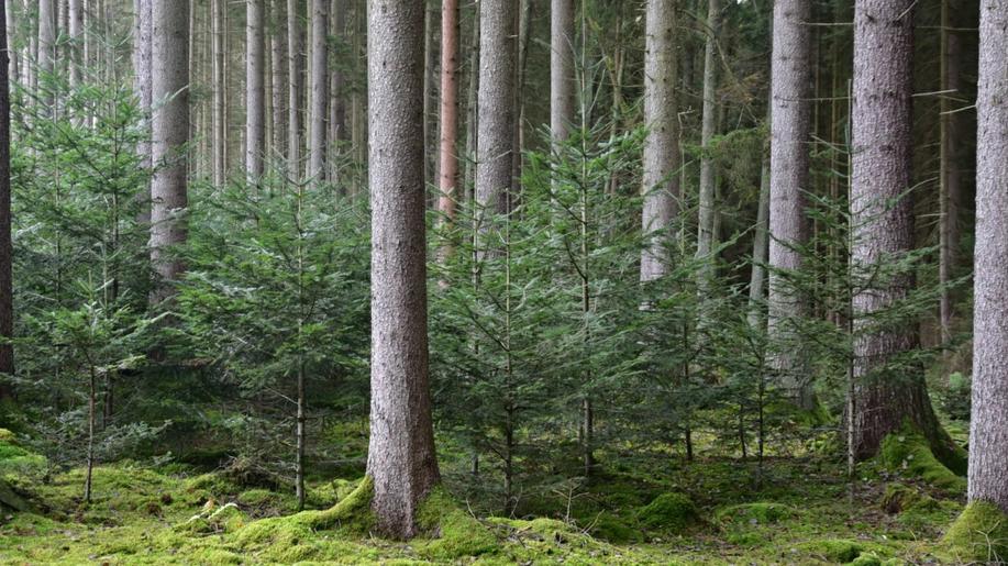 Jedli je nejvhodnější uměle obnovovat při okraji dospělého porostu