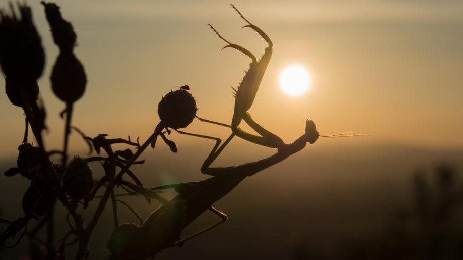 Česká společnost entomologická vyhlašuje kudlanku nábožnou Hmyzem roku 2026