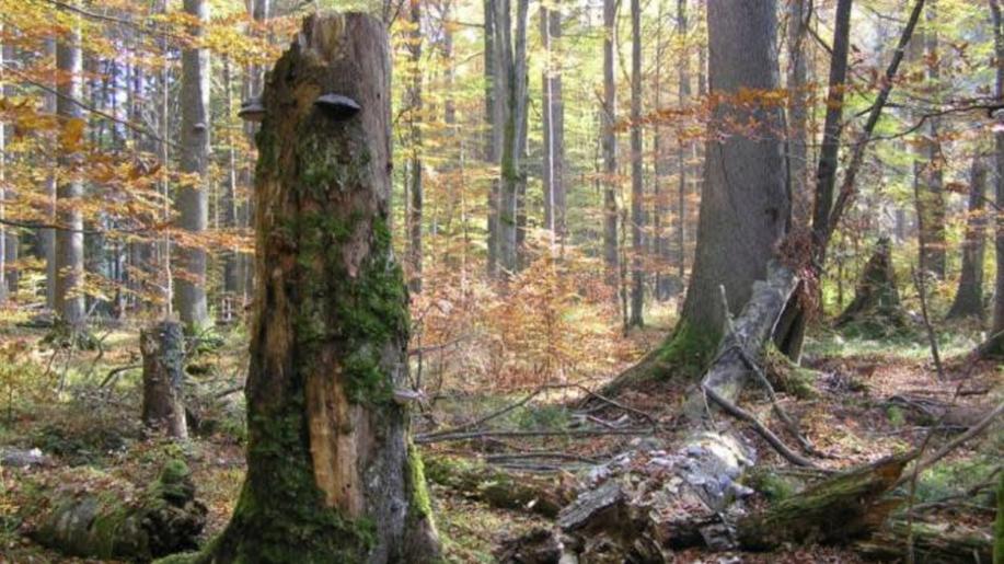 Žofínský prales chrání nově celý jedinečný lesní komplex. Národní přírodní rezervace se rozšířila na více než 441 hektarů