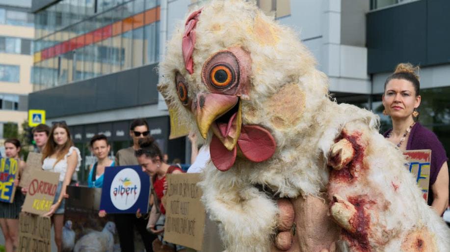 Devět měsíců schovávání. Protest za kuřata Obránců zvířat vyzval Albert ke splnění slibu Devět měsíců schovávání. Protest za kuřata Obránců zvířat vyzval Albert ke splnění slibu