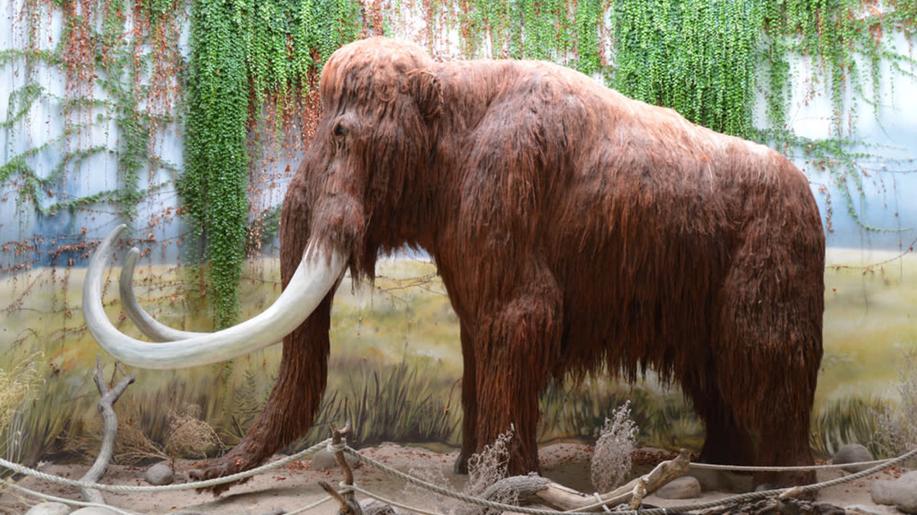 Vědci na Sibiři zkoumají tělo mladého mamuta nalezené v tajícím permafrostu Vědci na Sibiři zkoumají tělo mladého mamuta nalezené v tajícím permafrostu