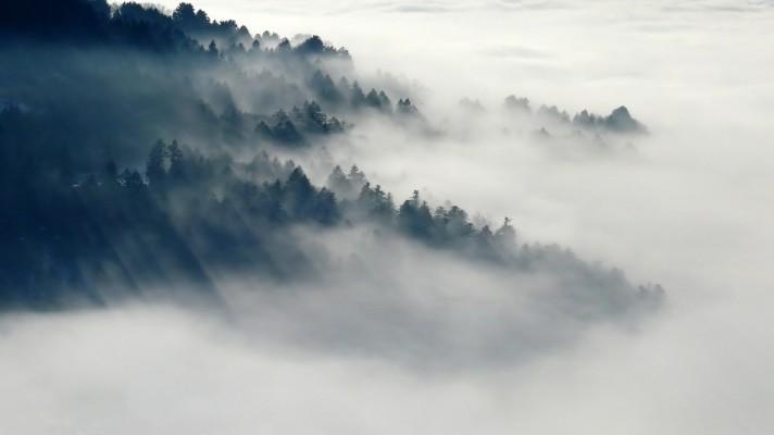 Ve světě loni ubylo 37.000 km2 tropických pralesů, méně než předloni