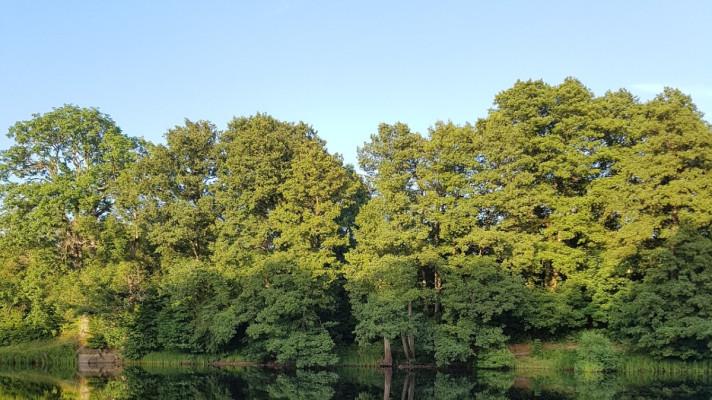 Místní už nechtějí čekat. Požadují bezodkladné ukončení těžby starých stromů v Moravské Amazonii