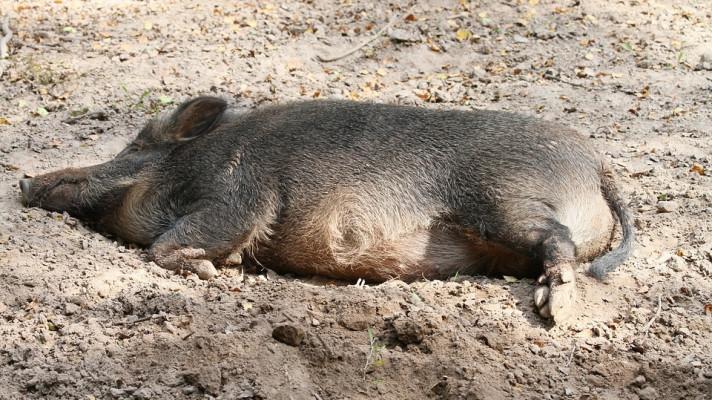 Evidence points to wild boar in transmission of African swine fever