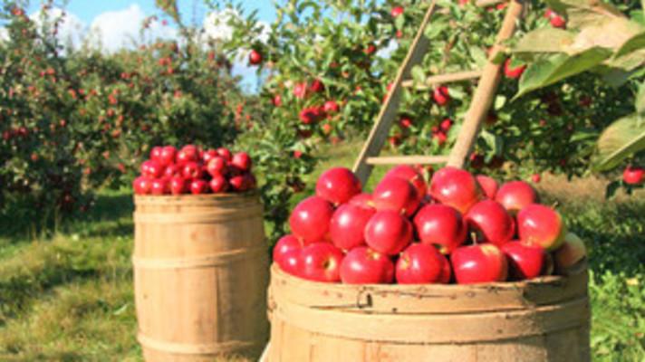 21. říjen - Den původních odrůd jablek