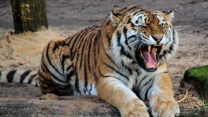 29. červenec - Mezinárodní den tygrů