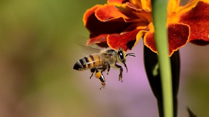 Podpora evropským včelařům by se mohla zvýšit o 50 %