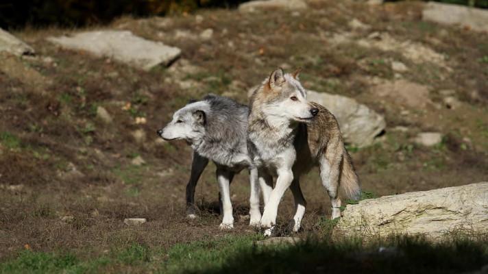 Za ovce roztrhané vlky zaplatí Liberecký kraj dalších 16.000 Kč