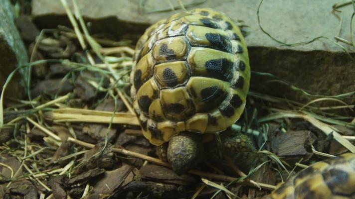 Opuštěné želvy zelenavé mají svůj domov v českých zoo