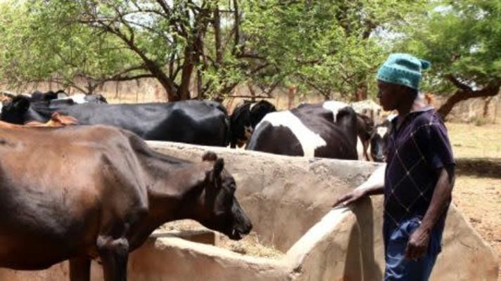 Zambijské farmáře učíme, jak drobnými zásahy zvýšit dojivost krav