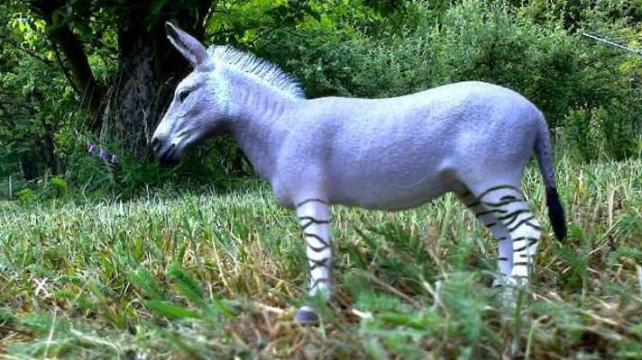 Káhirská zoo vydávala osla za zebru, namalovala na něj pruhy Káhirská zoo vydávala osla za zebru, namalovala na něj pruhy