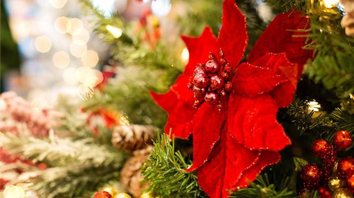 Prodejci: Vánoční stromky v květináčích získávají na popularitě