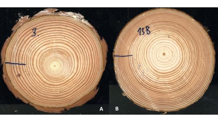 Clonná obnova borovice zatím není běžná, má však dobrý vliv na vitalitu a dřevo