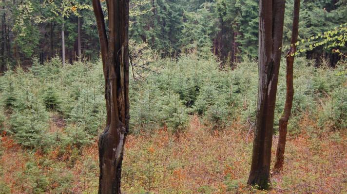 Nepříznivé koncentrace dusíku v lesích lze snížit  pěstebními postupy a úpravou druhové skladby