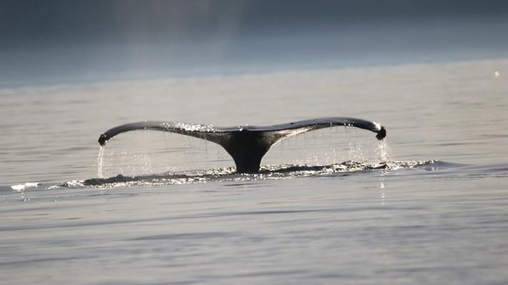 Japonsko v červenci po 30 letech začne s komerčním lovem velryb