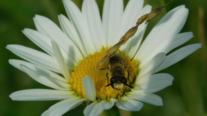 Květnaté pásy v Českých Budějovicích hostí i ohrožené druhy hmyzu