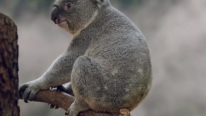 Při požárech v australském státě zahynulo až 30 procent koalů