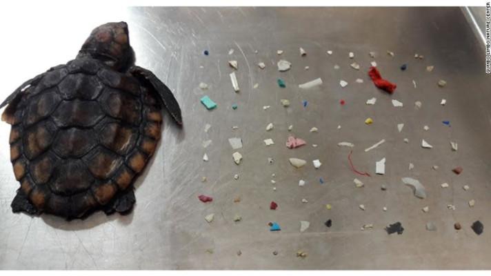 Mládě želvy v USA uhynulo se 104 kousky plastu v těle