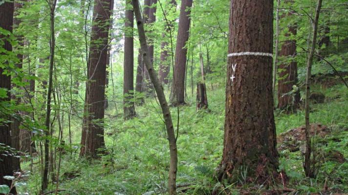 Kolik uhlíku dokáže vázat douglaska tisolistá v českých lesích?