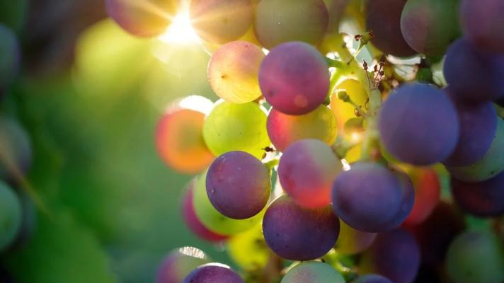 Řečtí vinaři se vracejí k tradičním odolným odrůdám vína