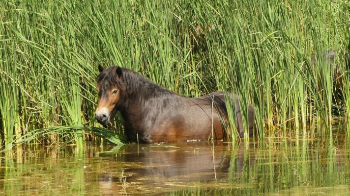 Ani vydra, ani bobr. Vodu u pobřeží rybníka ovládli divocí koně. Spásáním rákosu pomáhají přírodě