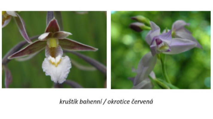 Český svaz ochránců přírody vyhlašuje rok orchidejí a nabízí finanční pomoc na jejich ochranu