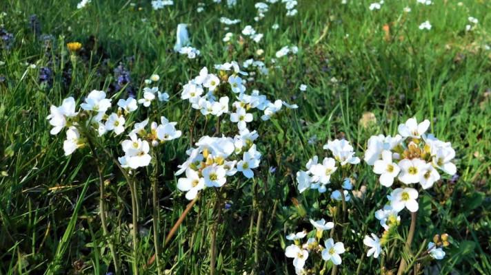 Trávníky opět kvetou i v Českých Budějovicích
