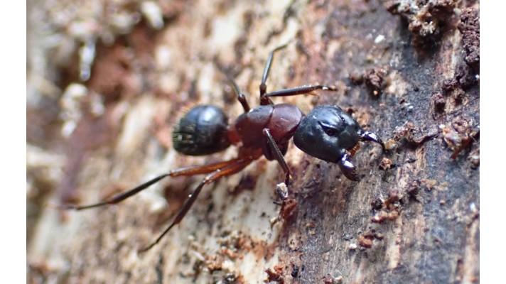 Mravenec dřevokaz ve smrkových lesích: škůdce nebo pomocník?