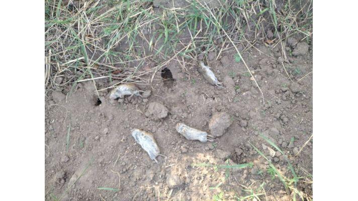 Zemědělci tráví hraboše na lovištích kriticky ohrožených sýčků. Sova na to může doplatit