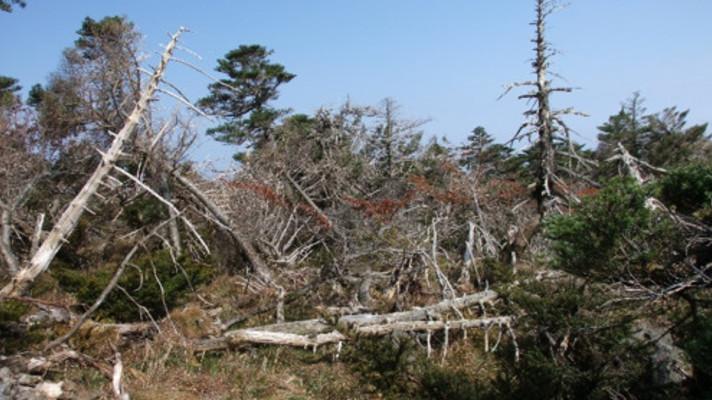 Dřeviny východní Asie se dokáží vyrovnat s posunem tropických cyklónů