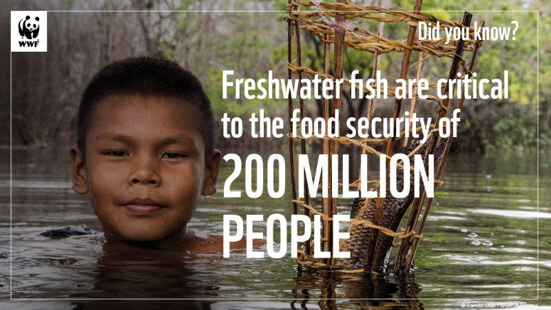 World's Forgotten Fishes Vital for Hundreds of Millions of People but 1/3 Face Extinction, Warns New Report