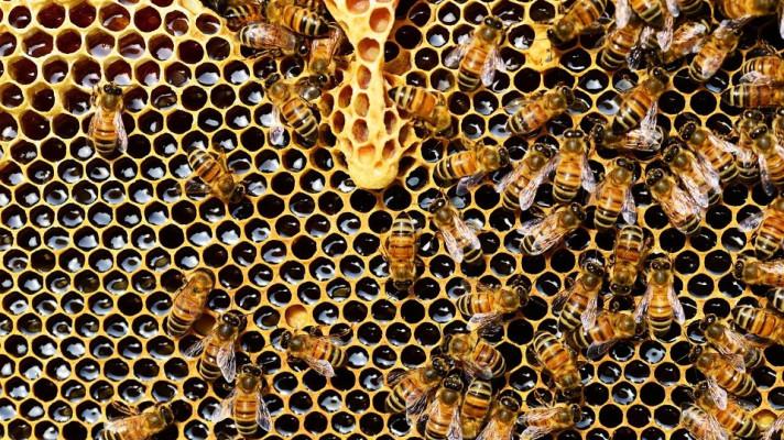 Zlínský kraj chce letos mezi včelaře rozdělit milionu korun