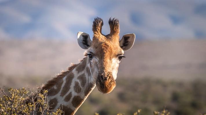 NYT: Vědce zaskočil objev trpasličích žiraf