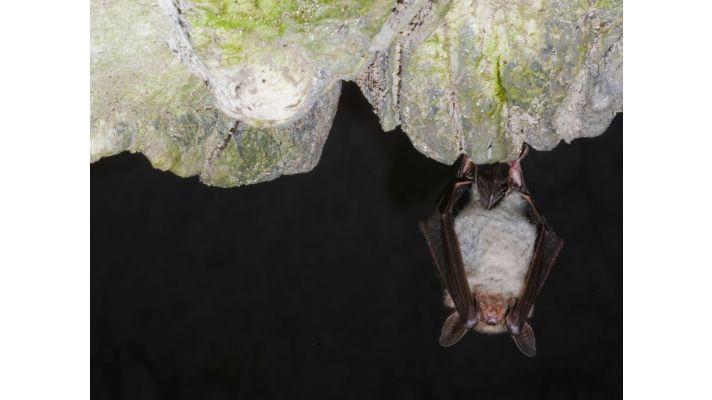 Mezinárodní noc pro netopýry bude 10. září u Chýnovské jeskyně