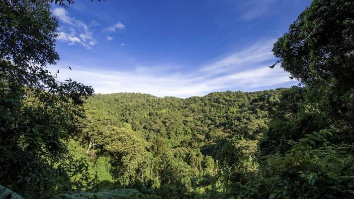 Skupina VELUX a Světový fond na ochranu přírody (WWF) společně spustily jedinečný projekt ochrany lesů
