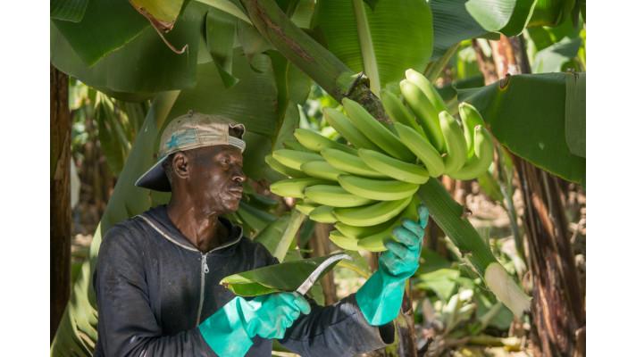 Před 25 lety si lidé koupili první fairtradové banány
