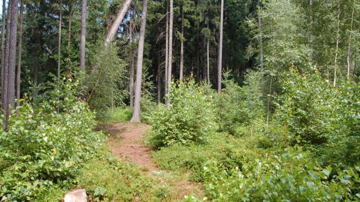 Využití pionýrských druhů dřevin při obnově lesů