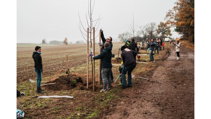 Na oslavu sametové revoluce sázelo 400 dobrovolníků stromy věnované komunistickým vězňům
