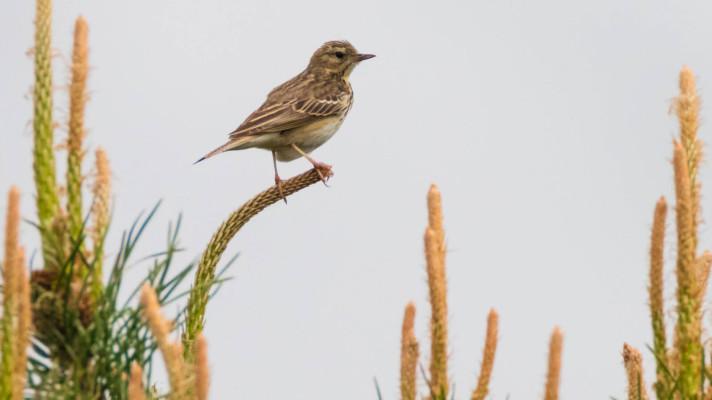 Zpěv ptáků na jaře je čím dál tišší a méně různorodý, ukazuje nová studie