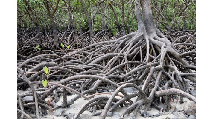 Gabon odhaluje záhady svých obřích mangrovníků, které pohlcují emise