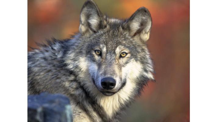 Česko se učí žít s vlky, pomáhá Program péče