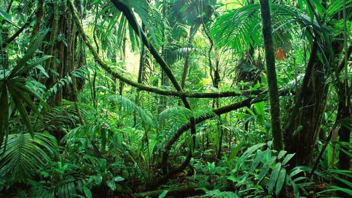 22. června - Světový den deštných pralesů