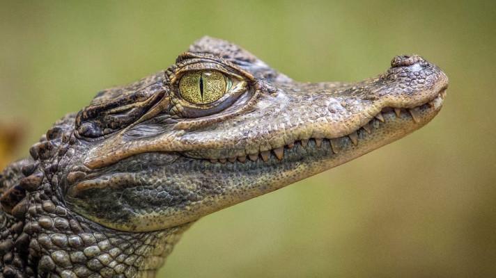 Chovatelé jedovatých hadů a krokodýlů získají jasná pravidla. Nová vyhláška upravuje obecné podmínky chovu i ostatních zvířat vyžadující zvláštní péči