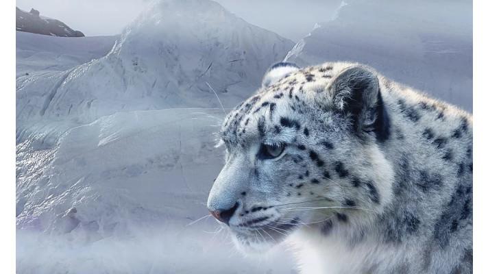 23. října - Mezinárodní den sněžných leopardů