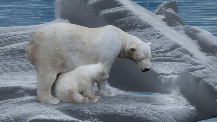 27. únor - Mezinárodní den ledních medvědů