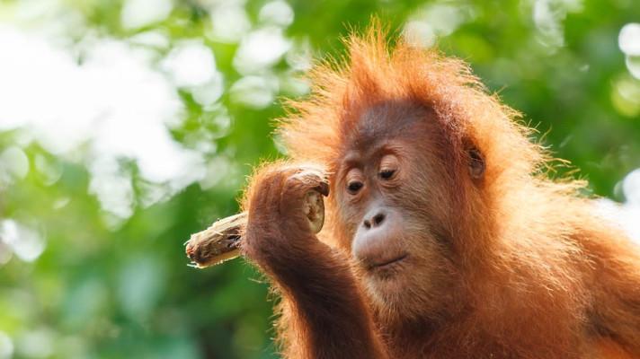 19. srpna - Mezinárodní den orangutanů