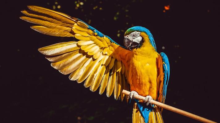31. května - Světový den papoušků