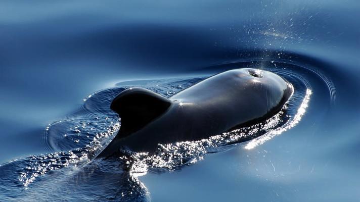 3. únorová neděle - Světový den velryb
